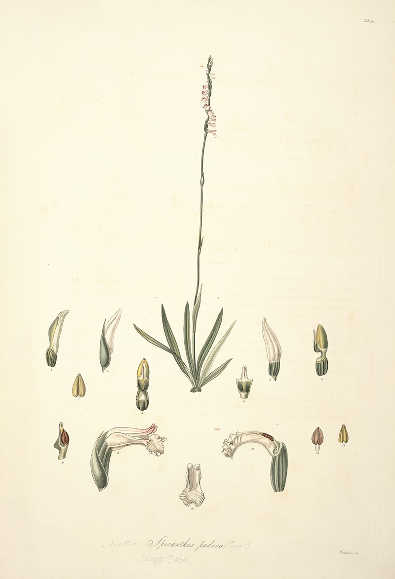 John Lindley - Collectanea botanica Pl.30