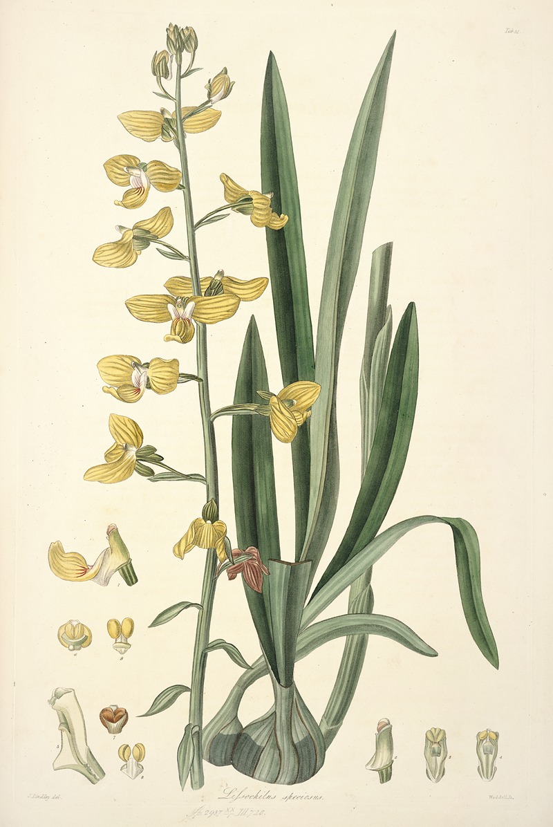 John Lindley - Collectanea botanica Pl.31