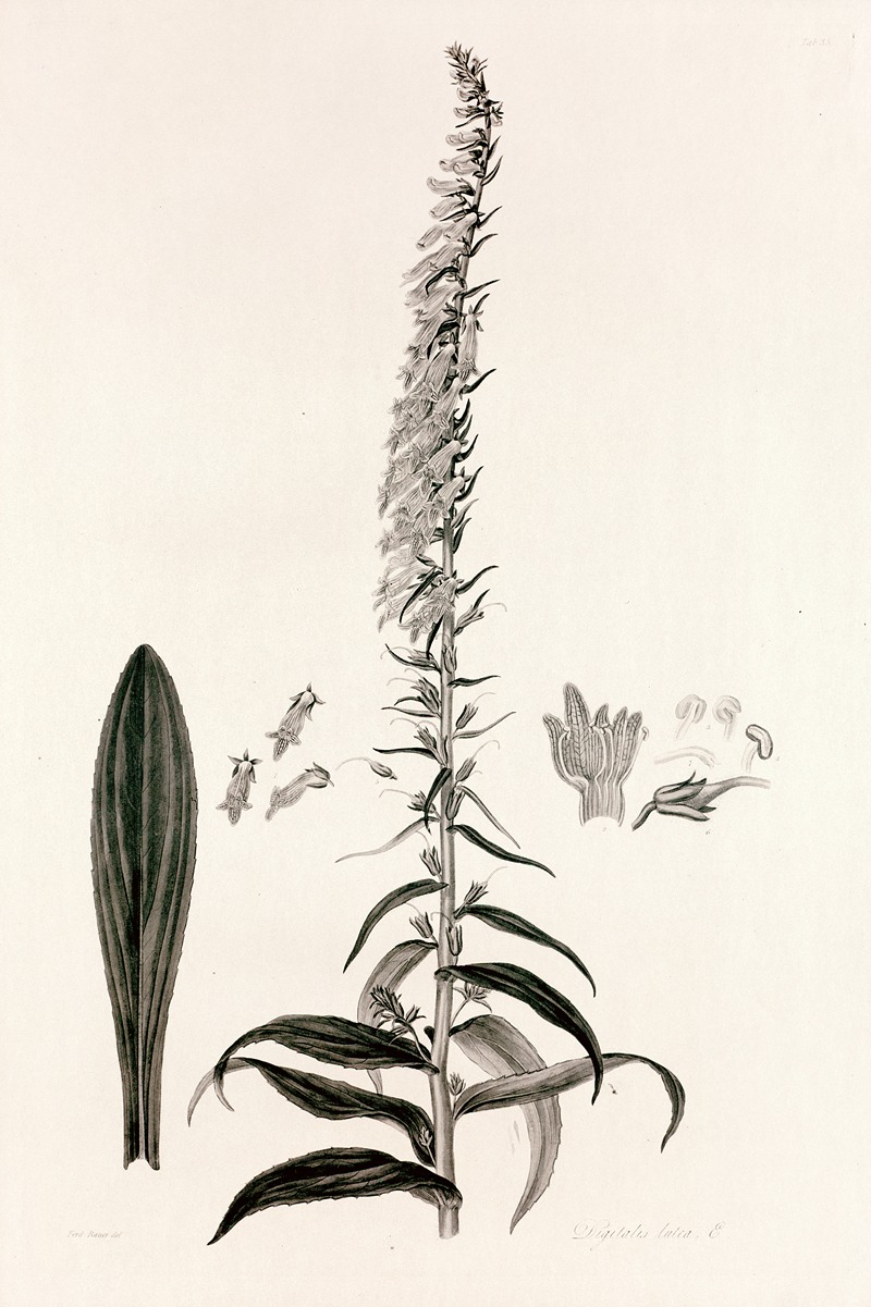 John Lindley - Collectanea botanica Pl.35