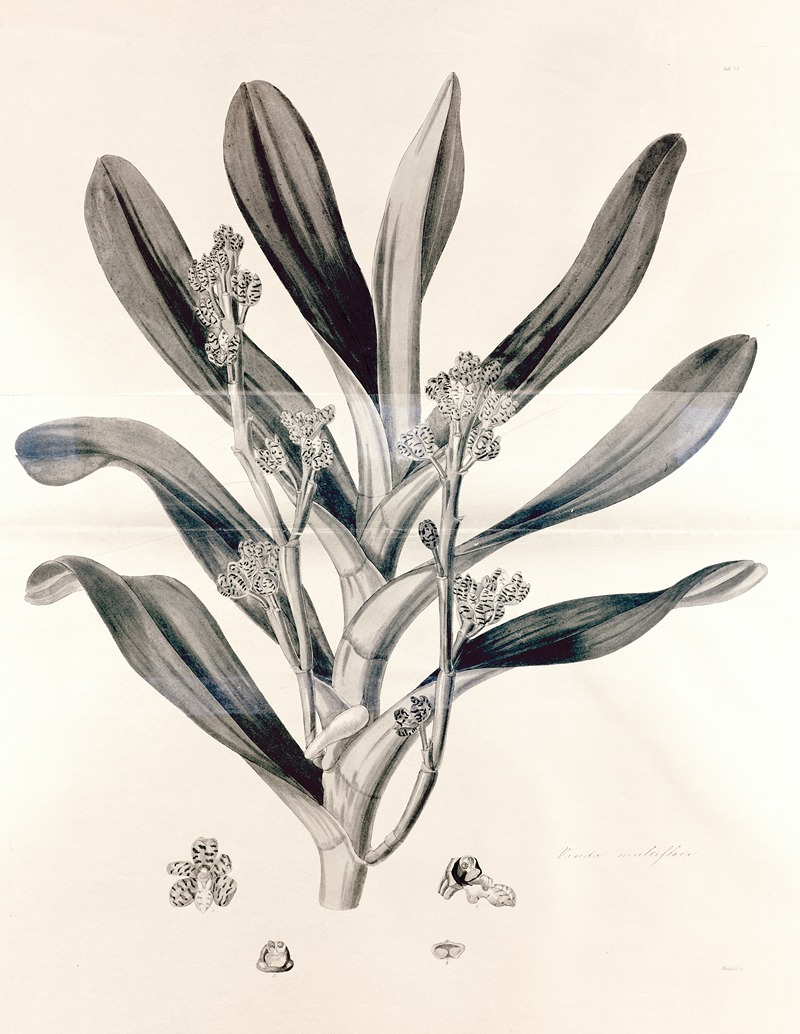 John Lindley - Collectanea botanica Pl.38