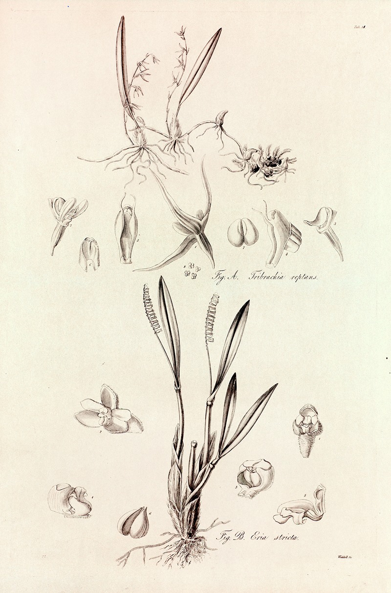 John Lindley - Collectanea botanica Pl.41