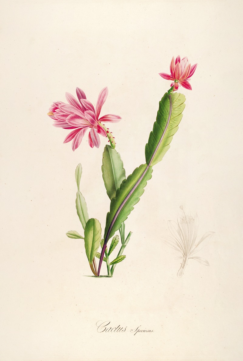 Pierre Joseph Redouté - Description des plantes rares cultivees a Malmaison et a Navarre Pl.03