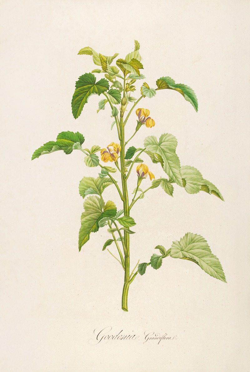 Pierre Joseph Redouté - Description des plantes rares cultivees a Malmaison et a Navarre Pl.06