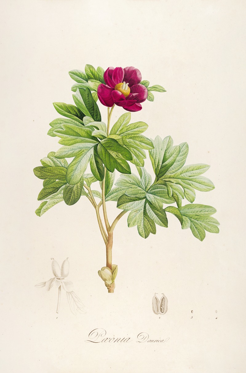 Pierre Joseph Redouté - Description des plantes rares cultivees a Malmaison et a Navarre Pl.09