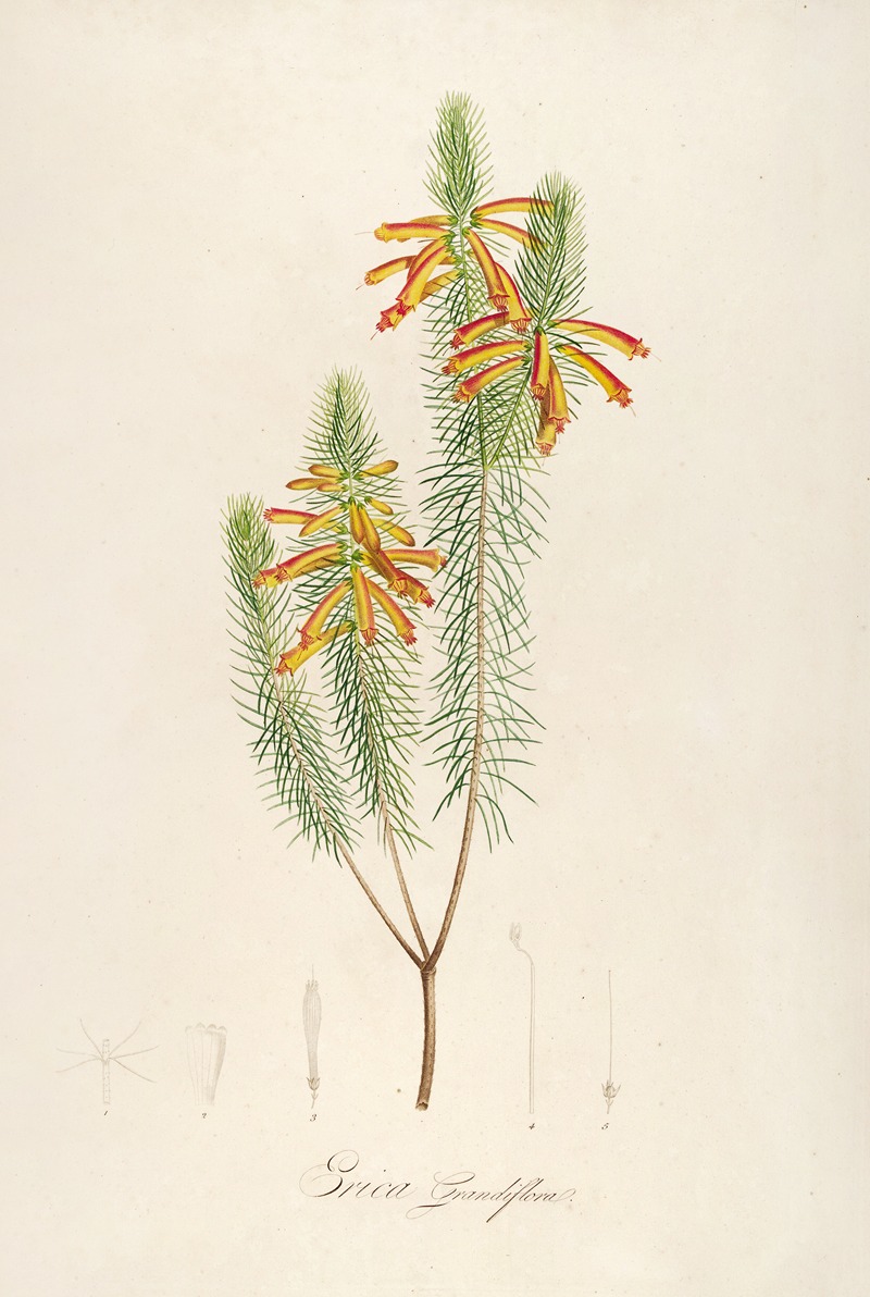 Pierre Joseph Redouté - Description des plantes rares cultivees a Malmaison et a Navarre Pl.10