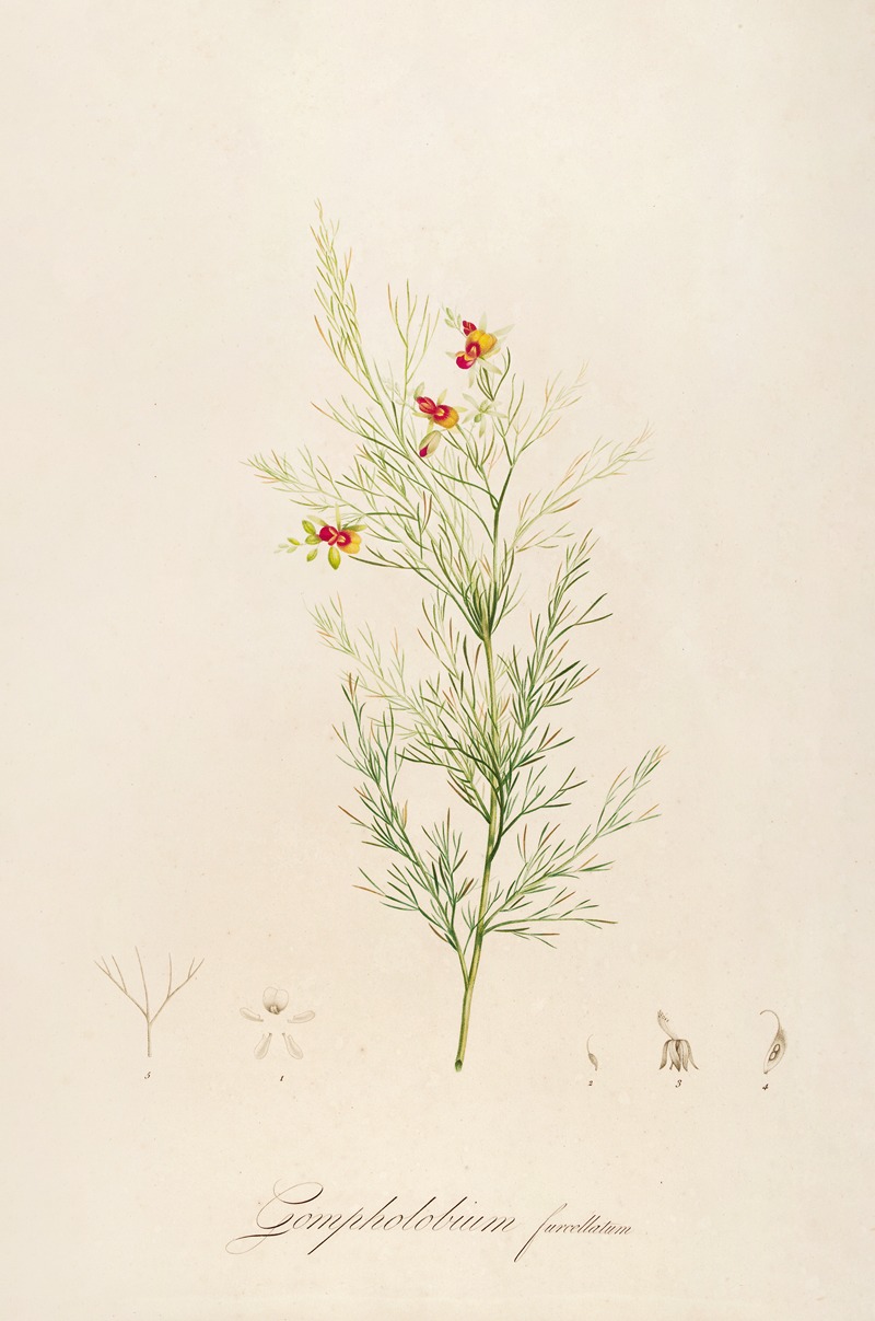 Pierre Joseph Redouté - Description des plantes rares cultivees a Malmaison et a Navarre Pl.11