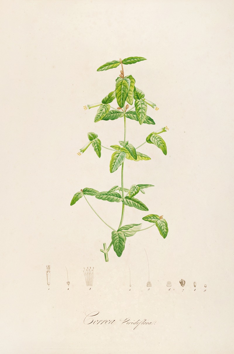 Pierre Joseph Redouté - Description des plantes rares cultivees a Malmaison et a Navarre Pl.12