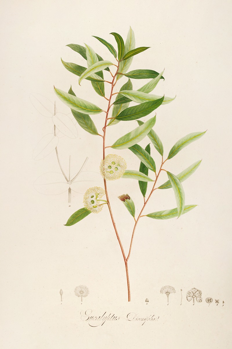 Pierre Joseph Redouté - Description des plantes rares cultivees a Malmaison et a Navarre Pl.13