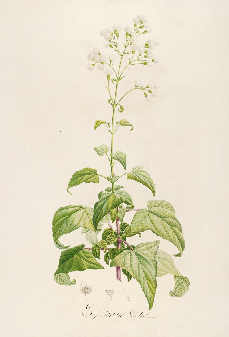 Pierre Joseph Redouté - Description des plantes rares cultivees a Malmaison et a Navarre Pl.14