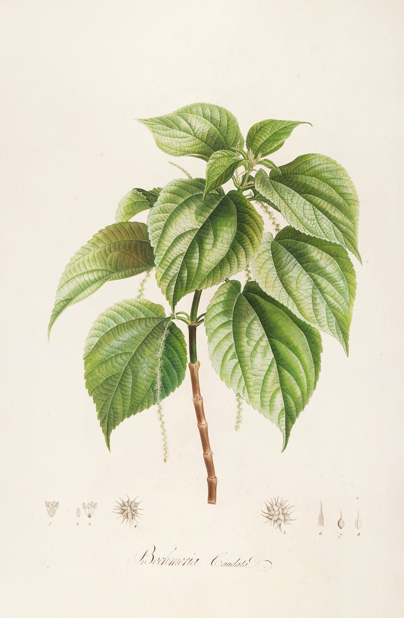 Pierre Joseph Redouté - Description des plantes rares cultivees a Malmaison et a Navarre Pl.15