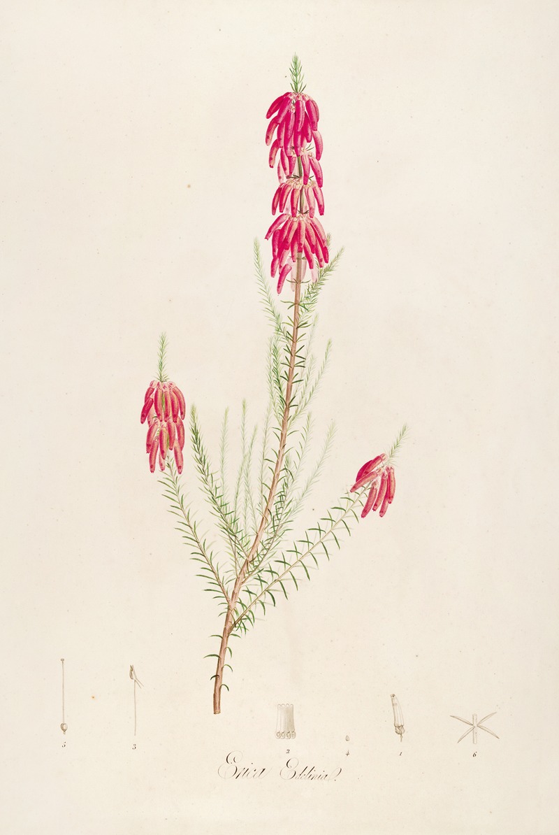 Pierre Joseph Redouté - Description des plantes rares cultivees a Malmaison et a Navarre Pl.16