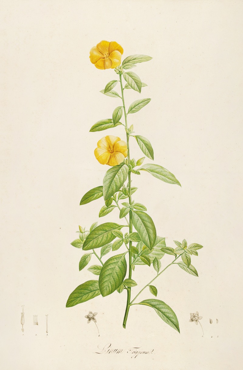 Pierre Joseph Redouté - Description des plantes rares cultivees a Malmaison et a Navarre Pl.17