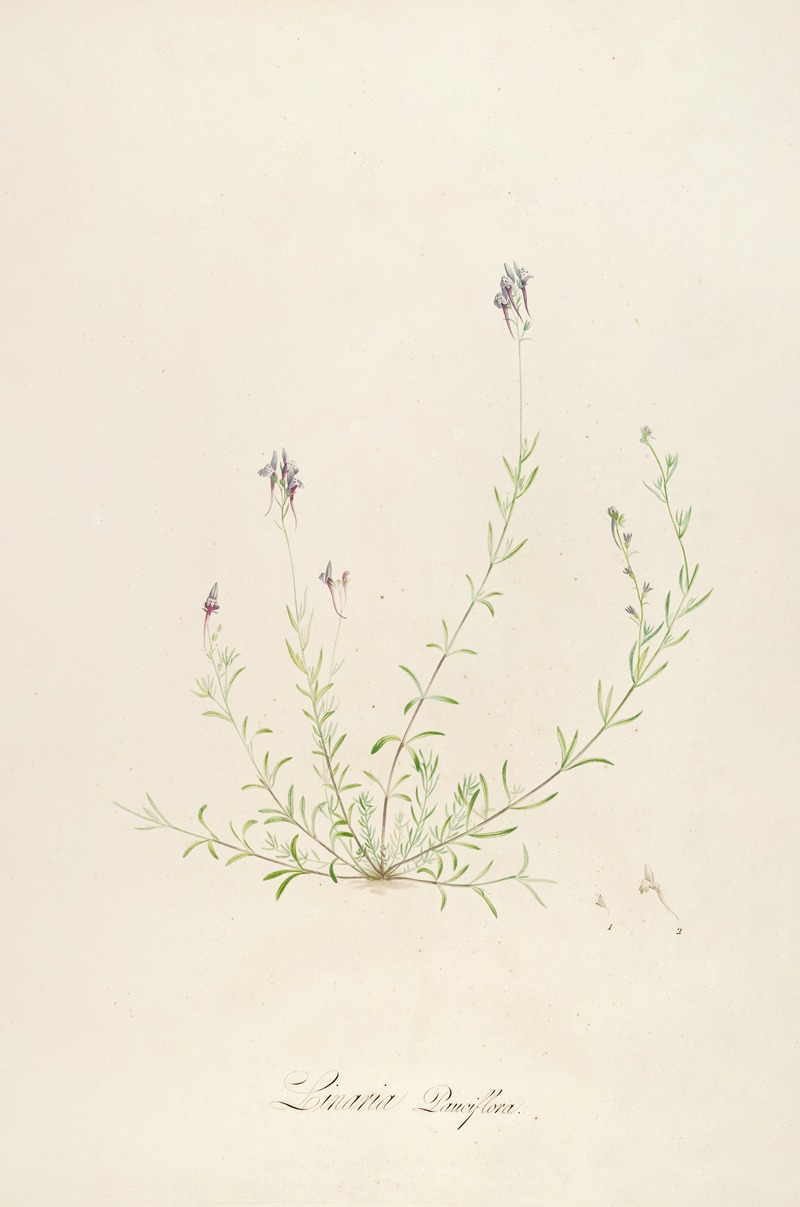Pierre Joseph Redouté - Description des plantes rares cultivees a Malmaison et a Navarre Pl.18
