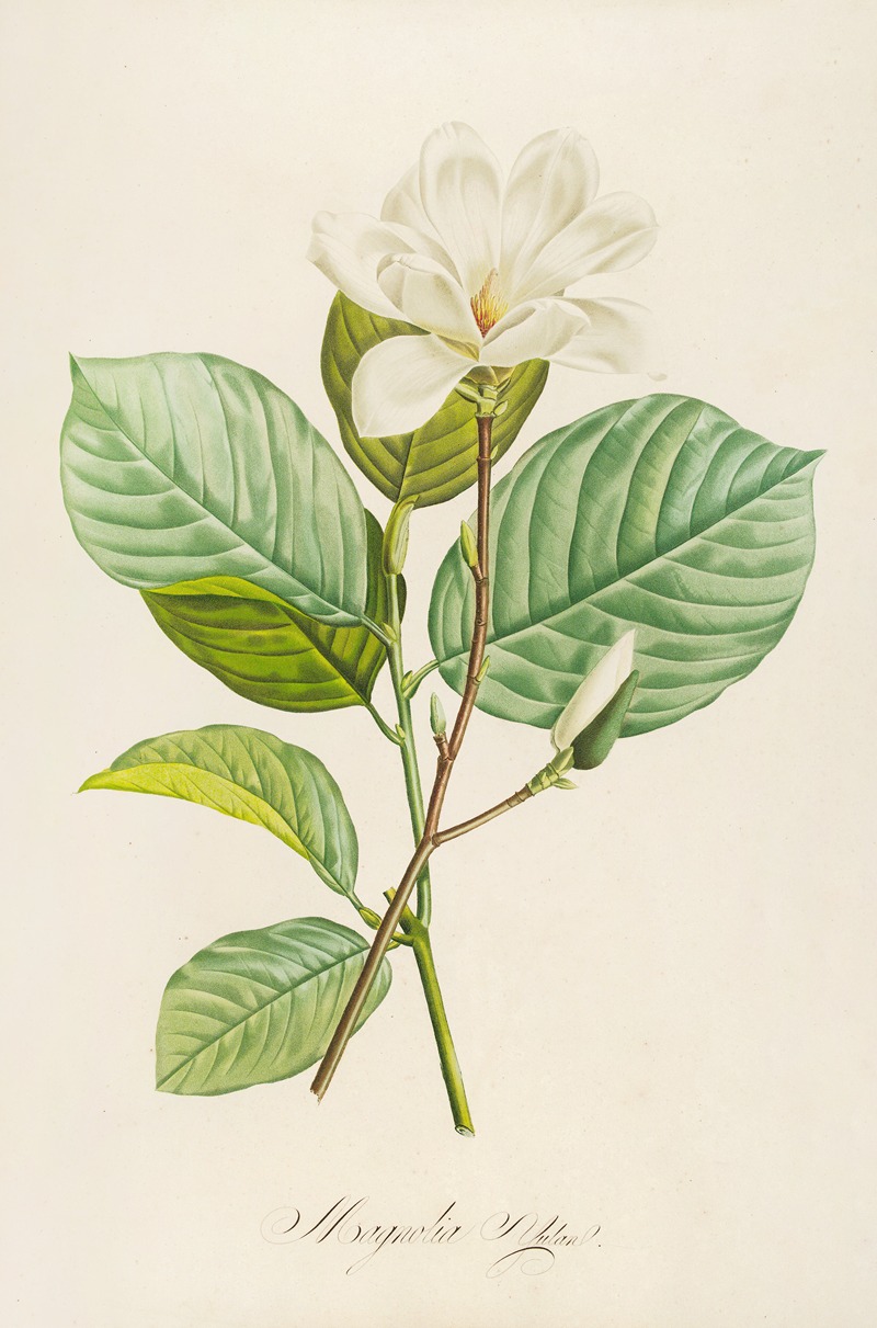Pierre Joseph Redouté - Description des plantes rares cultivees a Malmaison et a Navarre Pl.20