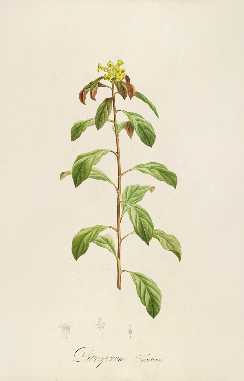 Pierre Joseph Redouté - Description des plantes rares cultivees a Malmaison et a Navarre Pl.21