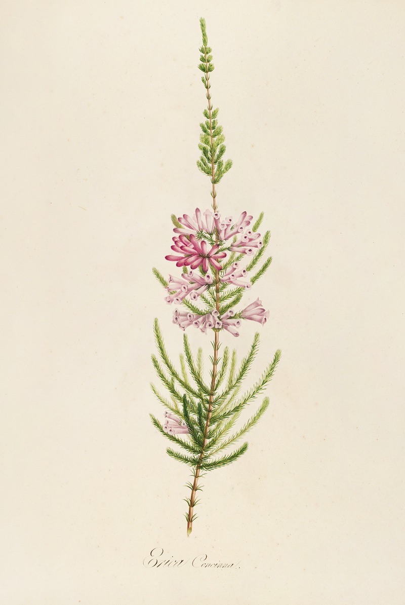Pierre Joseph Redouté - Description des plantes rares cultivees a Malmaison et a Navarre Pl.22