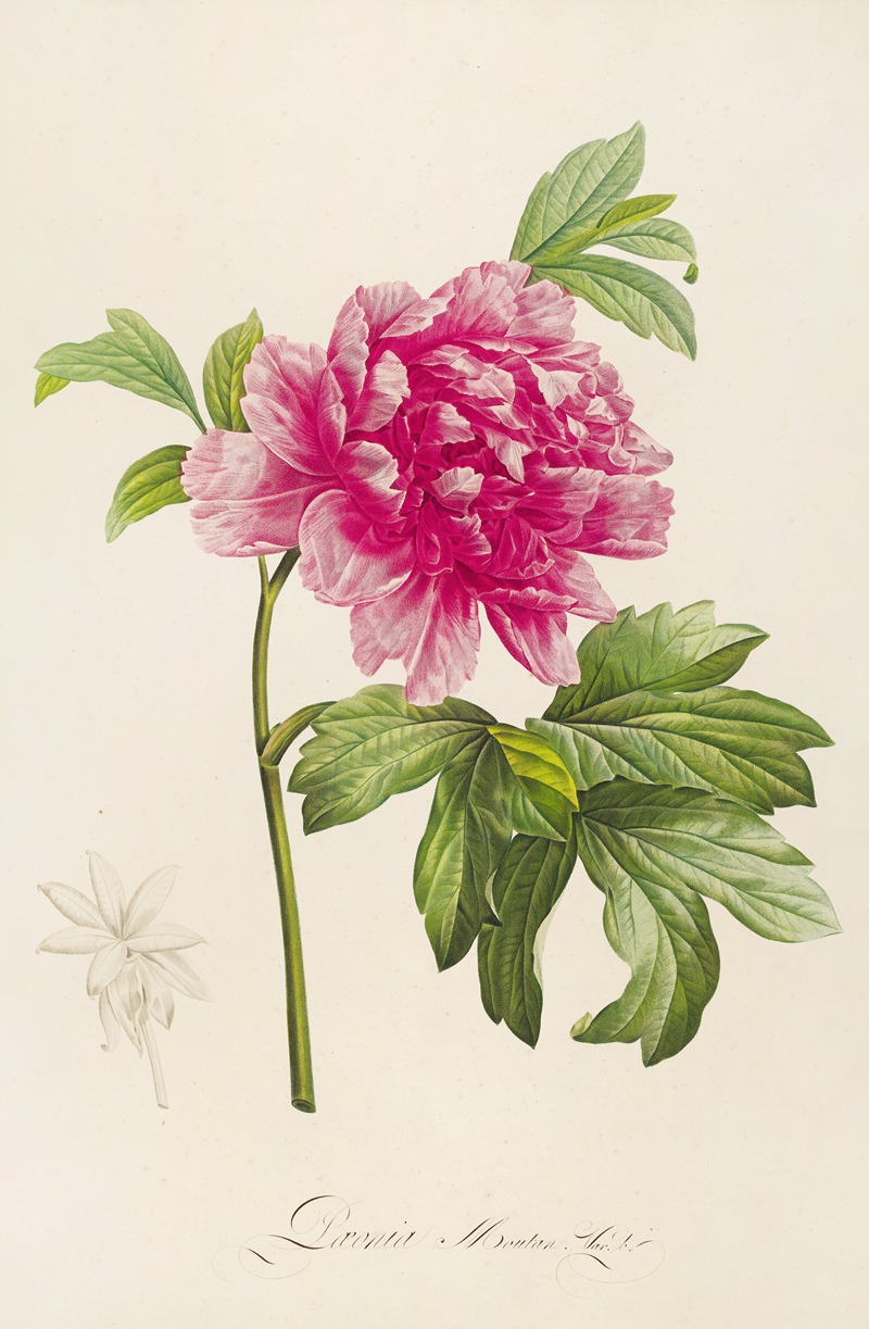 Pierre Joseph Redouté - Description des plantes rares cultivees a Malmaison et a Navarre Pl.23