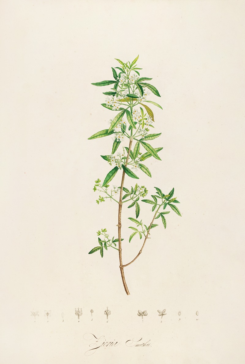 Pierre Joseph Redouté - Description des plantes rares cultivees a Malmaison et a Navarre Pl.24