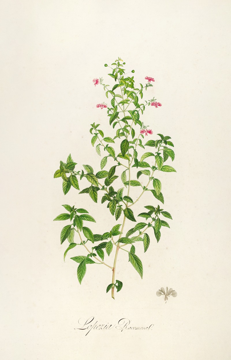 Pierre Joseph Redouté - Description des plantes rares cultivees a Malmaison et a Navarre Pl.25