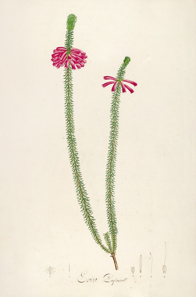 Pierre Joseph Redouté - Description des plantes rares cultivees a Malmaison et a Navarre Pl.28