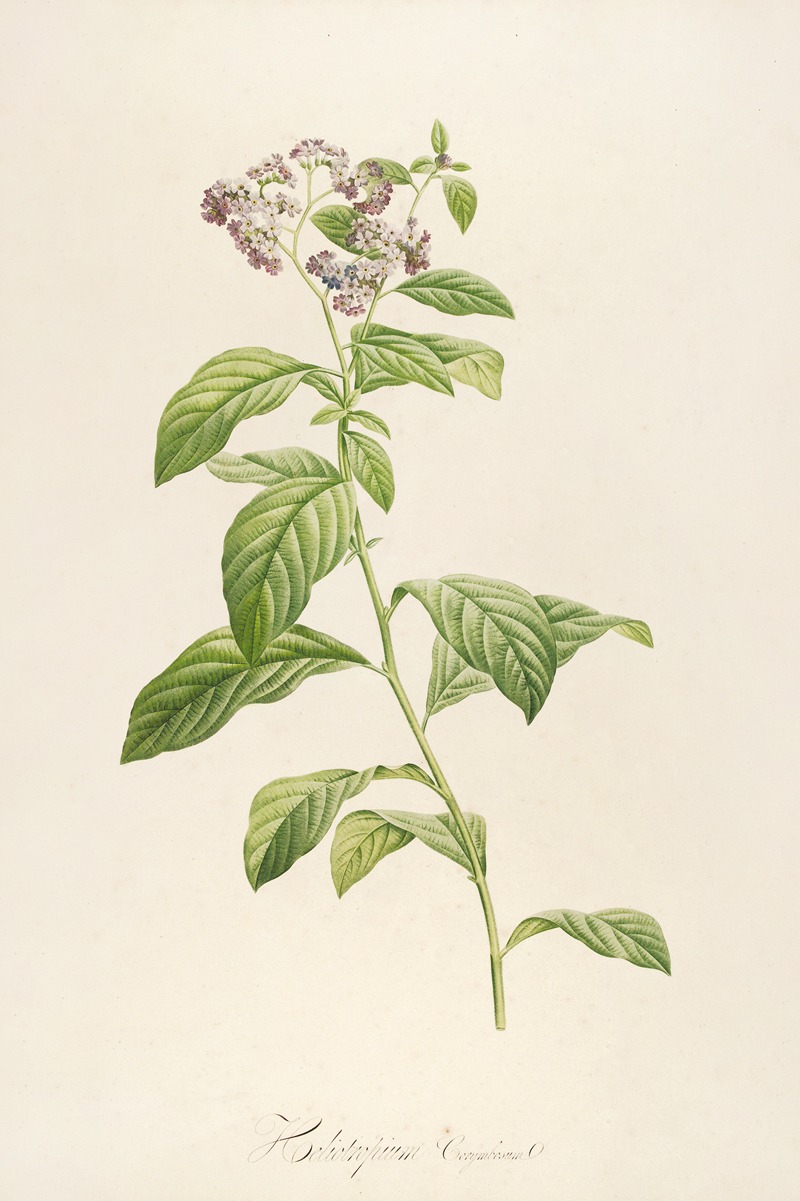 Pierre Joseph Redouté - Description des plantes rares cultivees a Malmaison et a Navarre Pl.32