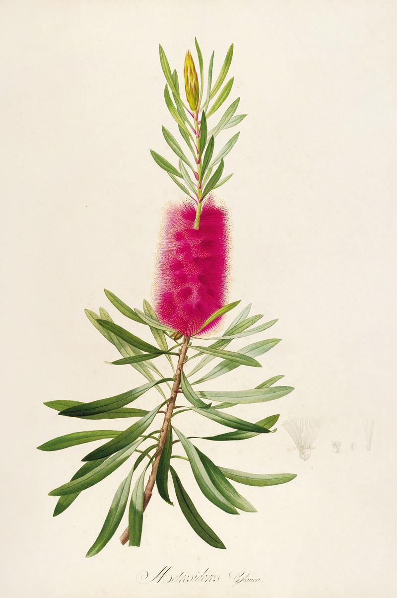 Pierre Joseph Redouté - Description des plantes rares cultivees a Malmaison et a Navarre Pl.34
