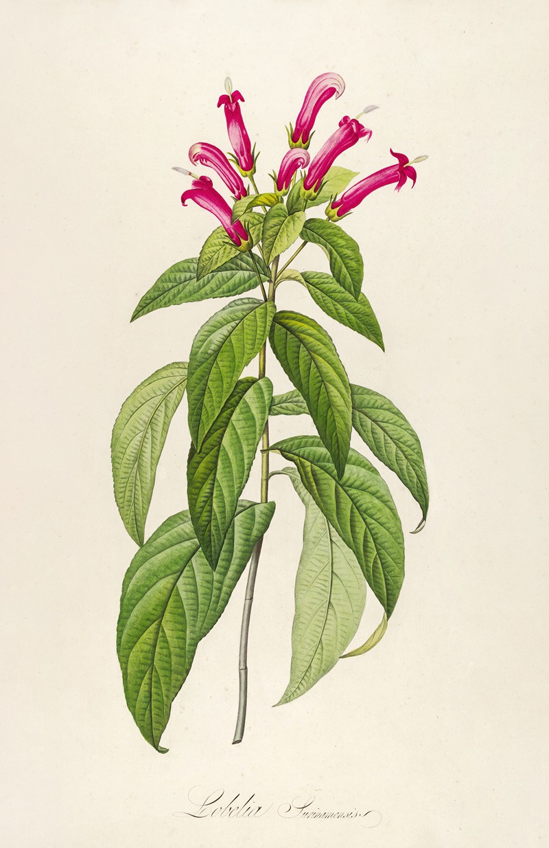 Pierre Joseph Redouté - Description des plantes rares cultivees a Malmaison et a Navarre Pl.39