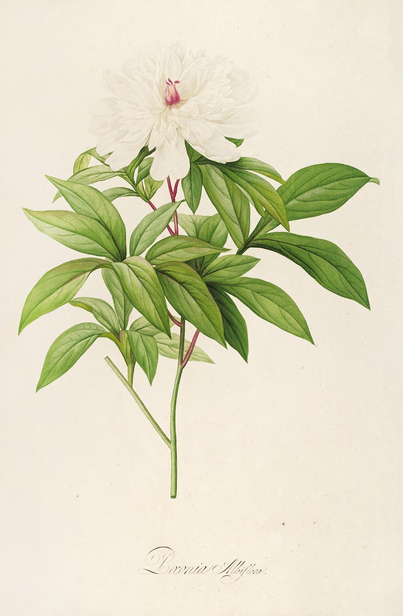 Pierre Joseph Redouté - Description des plantes rares cultivees a Malmaison et a Navarre Pl.47