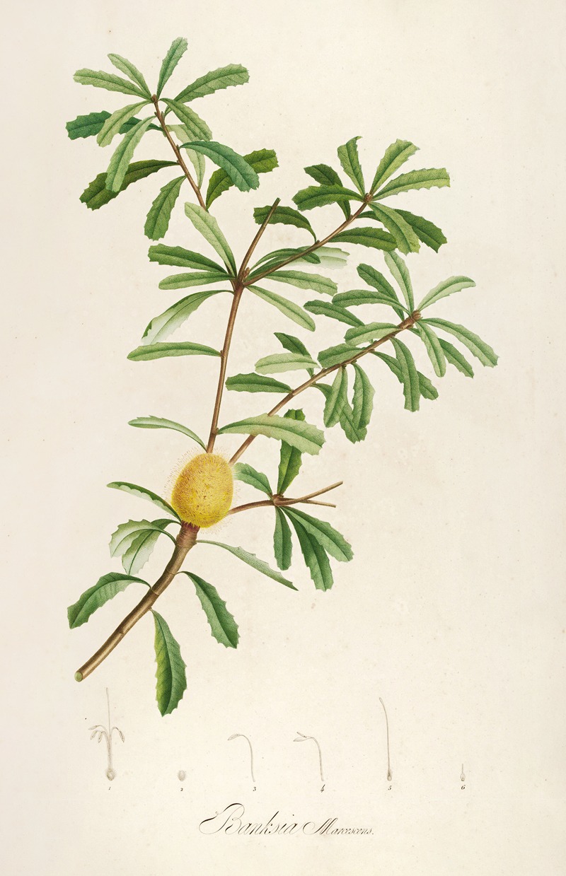 Pierre Joseph Redouté - Description des plantes rares cultivees a Malmaison et a Navarre Pl.48