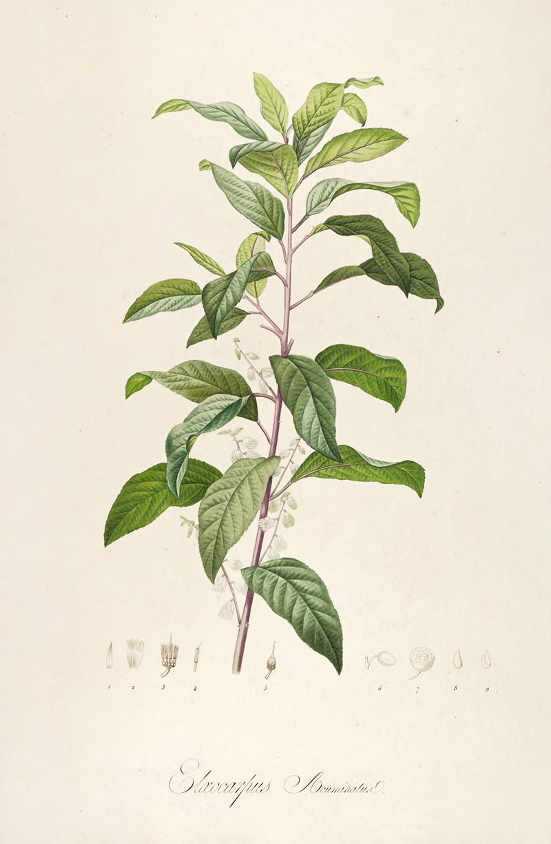 Pierre Joseph Redouté - Description des plantes rares cultivees a Malmaison et a Navarre Pl.50