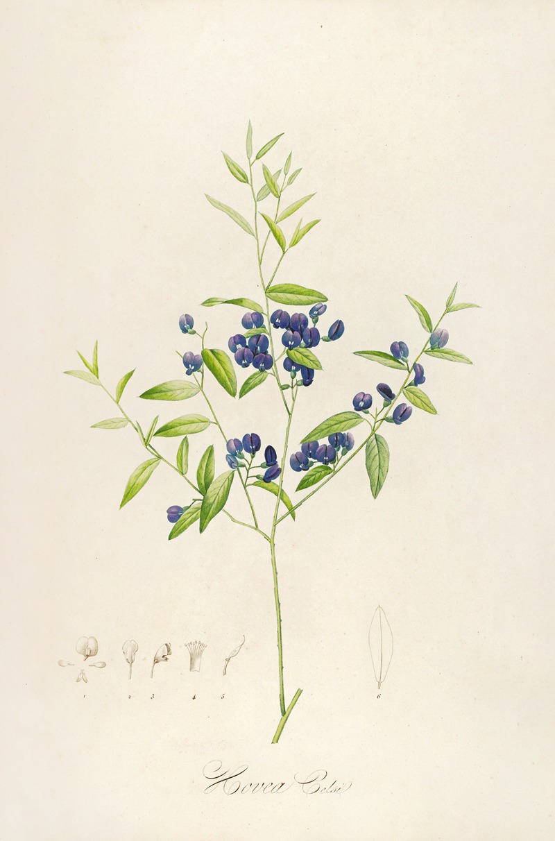 Pierre Joseph Redouté - Description des plantes rares cultivees a Malmaison et a Navarre Pl.51
