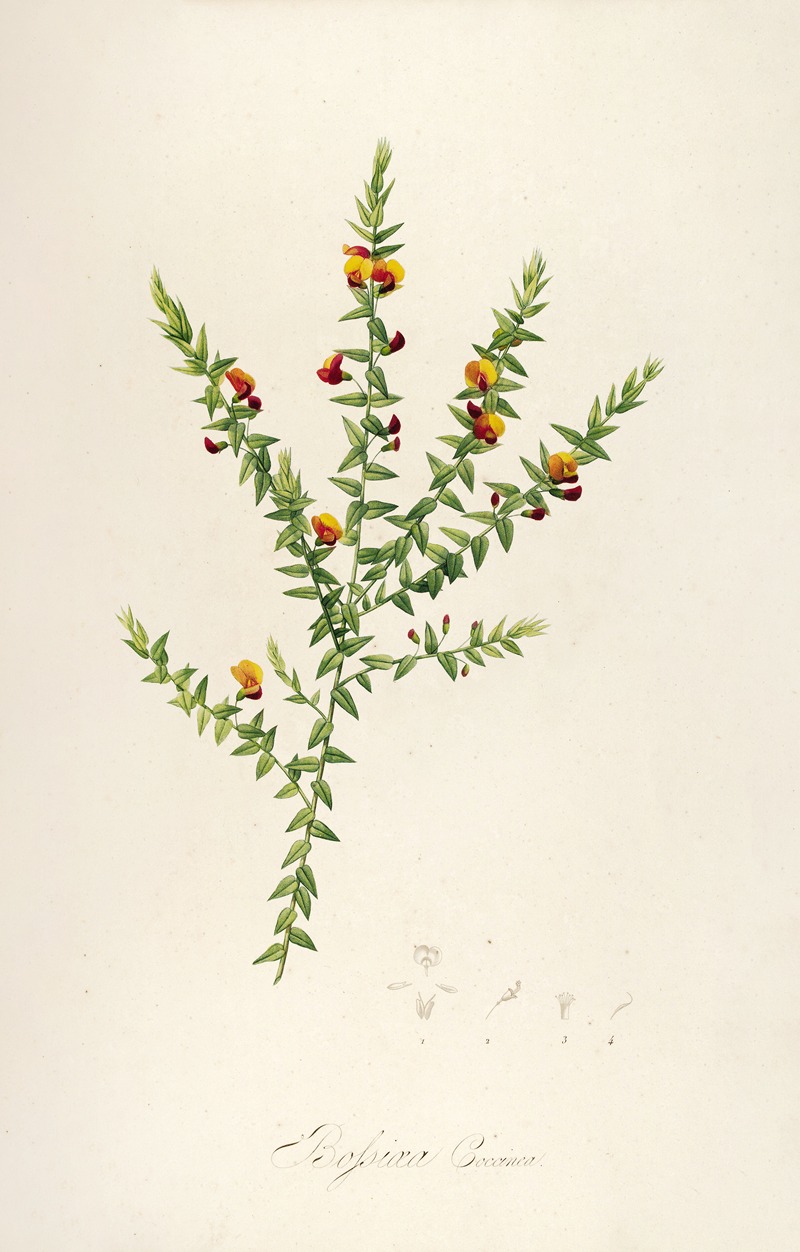 Pierre Joseph Redouté - Description des plantes rares cultivees a Malmaison et a Navarre Pl.52