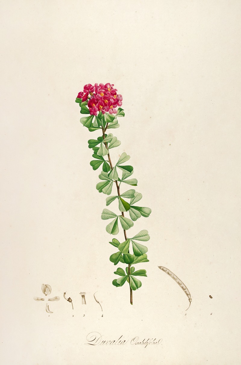 Pierre Joseph Redouté - Description des plantes rares cultivees a Malmaison et a Navarre Pl.53