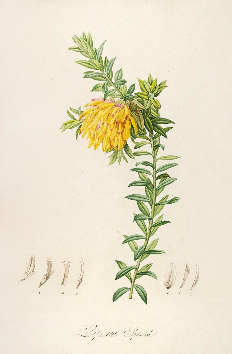 Pierre Joseph Redouté - Description des plantes rares cultivees a Malmaison et a Navarre Pl.54