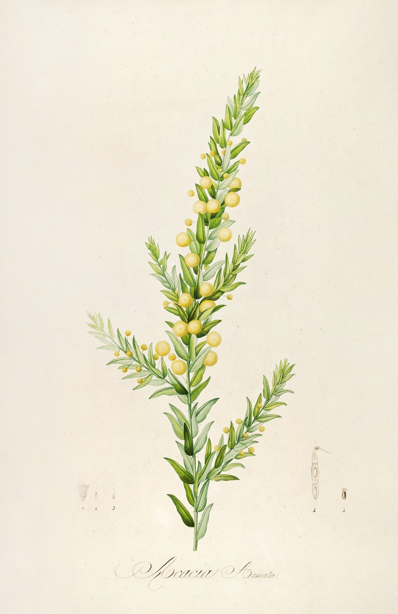 Pierre Joseph Redouté - Description des plantes rares cultivees a Malmaison et a Navarre Pl.55