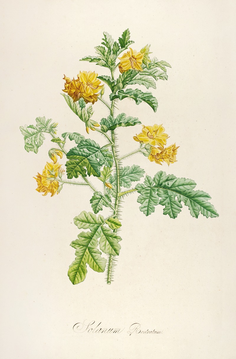 Pierre Joseph Redouté - Description des plantes rares cultivees a Malmaison et a Navarre Pl.56
