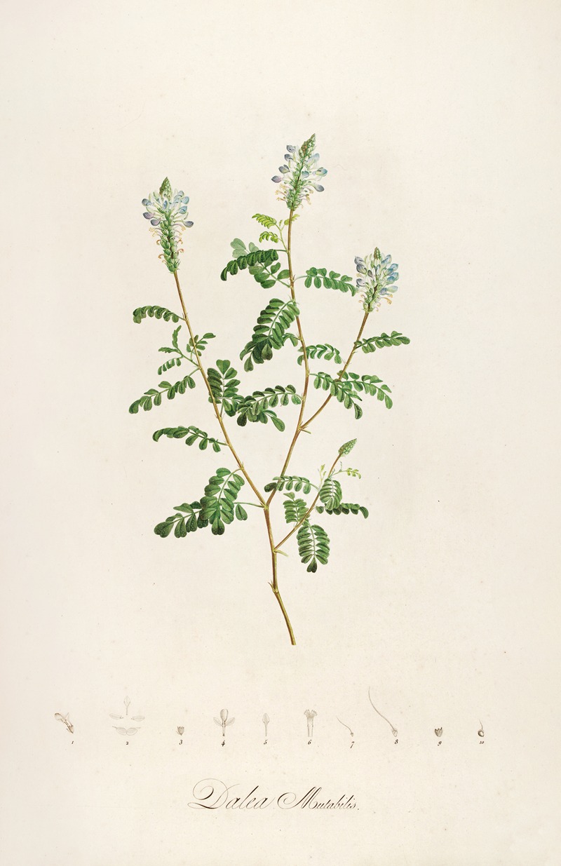 Pierre Joseph Redouté - Description des plantes rares cultivees a Malmaison et a Navarre Pl.57