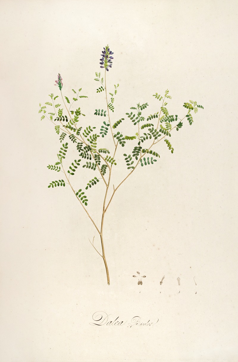Pierre Joseph Redouté - Description des plantes rares cultivees a Malmaison et a Navarre Pl.58