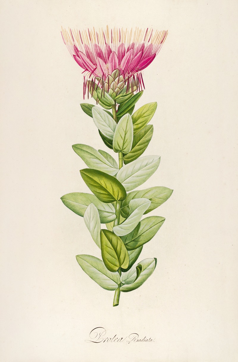Pierre Joseph Redouté - Description des plantes rares cultivees a Malmaison et a Navarre Pl.59