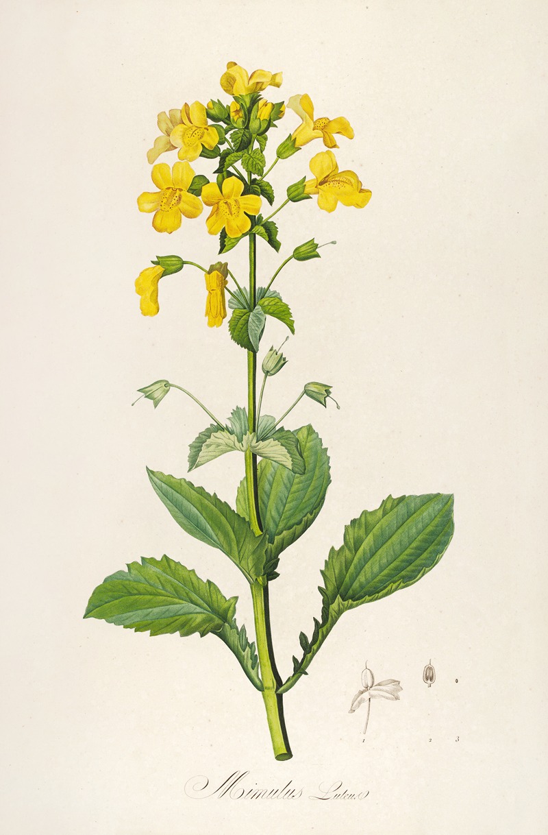 Pierre Joseph Redouté - Description des plantes rares cultivees a Malmaison et a Navarre Pl.60
