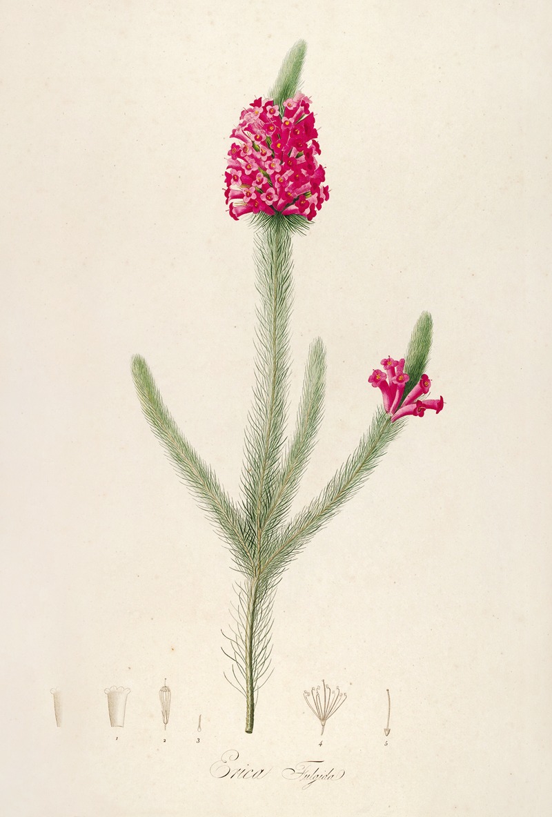 Pierre Joseph Redouté - Description des plantes rares cultivees a Malmaison et a Navarre Pl.61