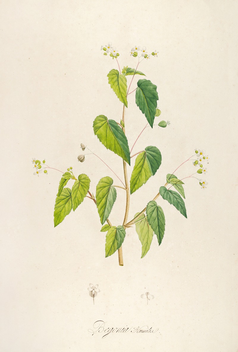 Pierre Joseph Redouté - Description des plantes rares cultivees a Malmaison et a Navarre Pl.62