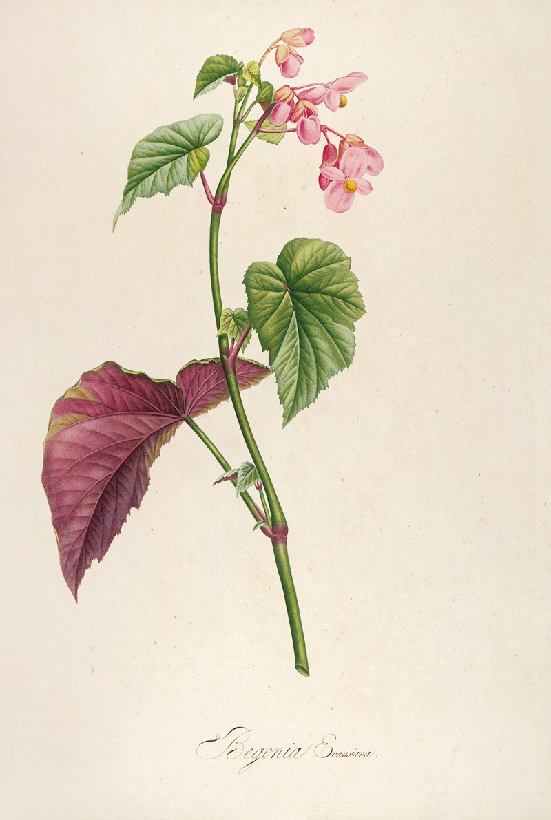 Pierre Joseph Redouté - Description des plantes rares cultivees a Malmaison et a Navarre Pl.63