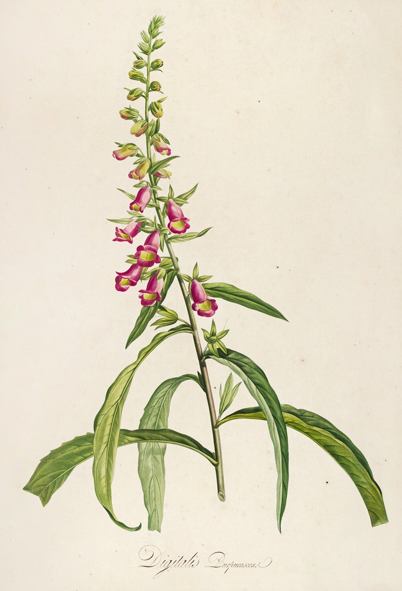 Pierre Joseph Redouté - Description des plantes rares cultivees a Malmaison et a Navarre Pl.64