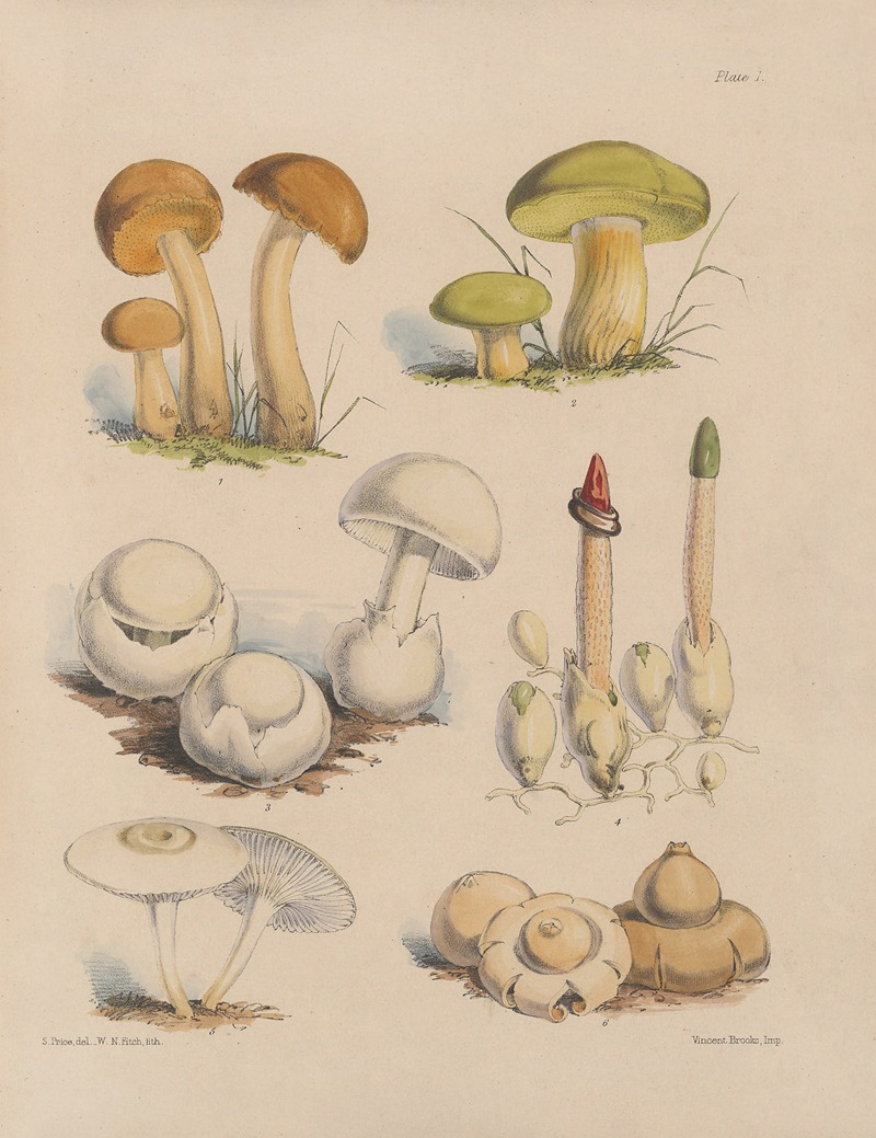 Sarah Price - Illustrations of the fungi of our fields and woods Pl.01