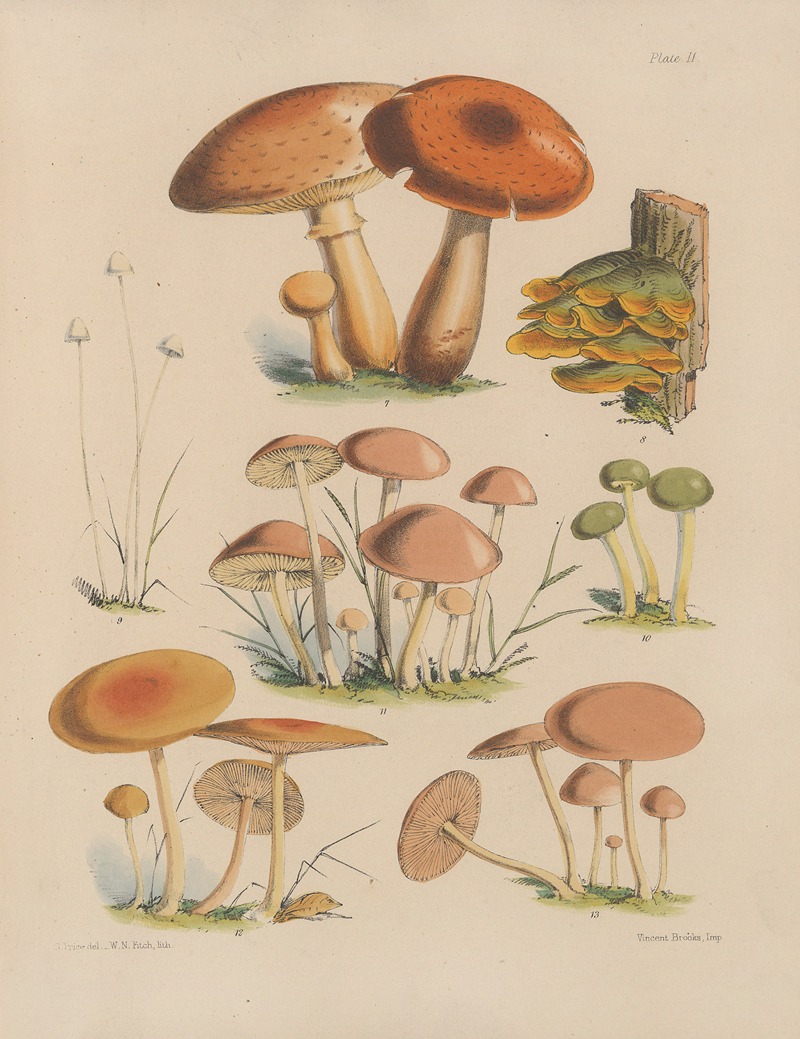 Sarah Price - Illustrations of the fungi of our fields and woods Pl.02
