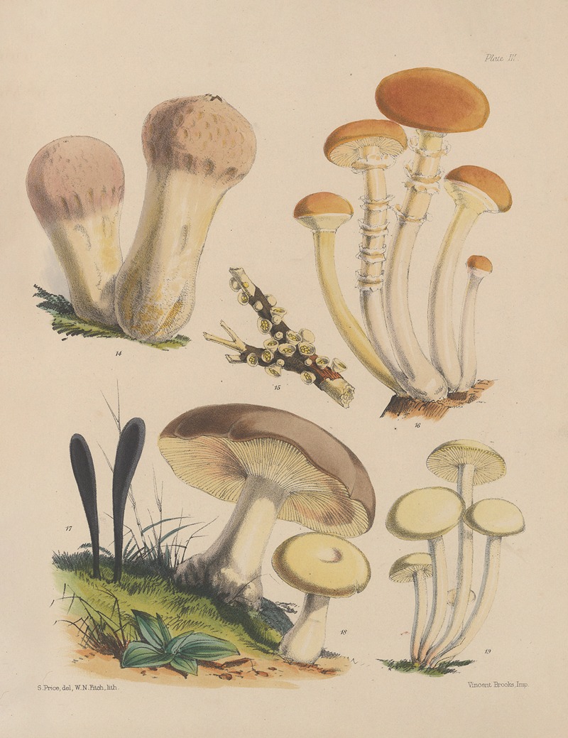 Sarah Price - Illustrations of the fungi of our fields and woods Pl.03