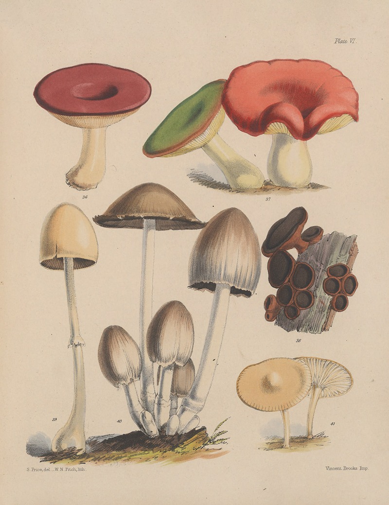 Sarah Price - Illustrations of the fungi of our fields and woods Pl.06