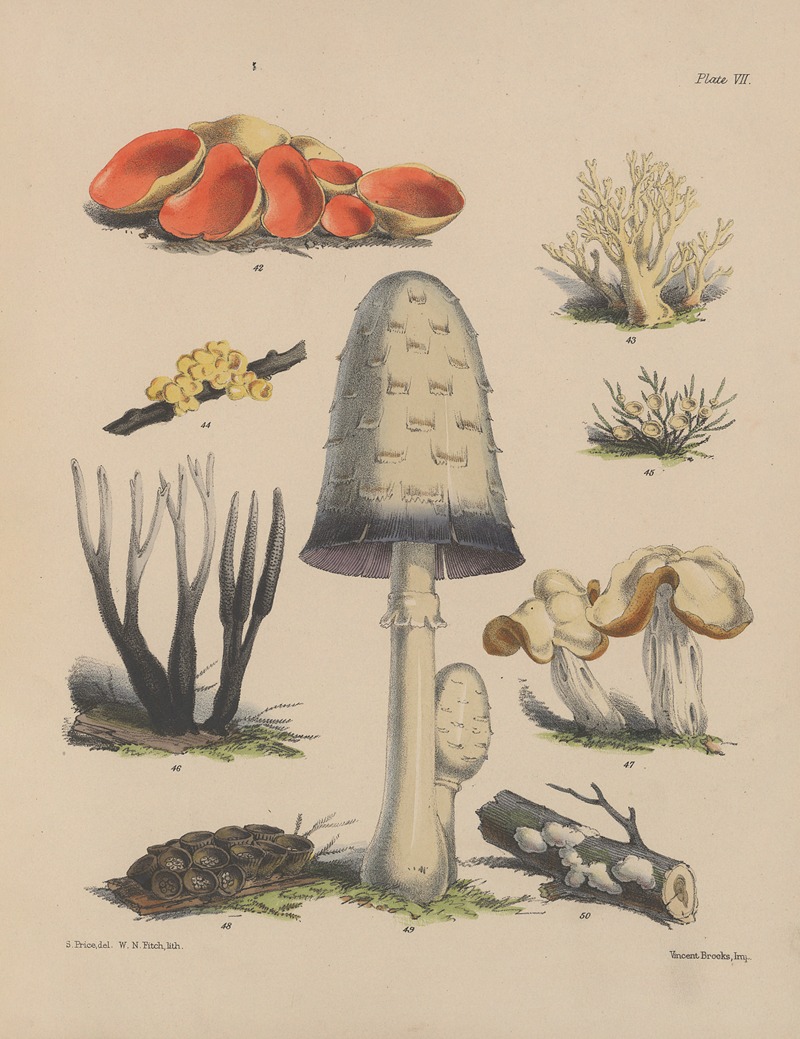 Sarah Price - Illustrations of the fungi of our fields and woods Pl.07