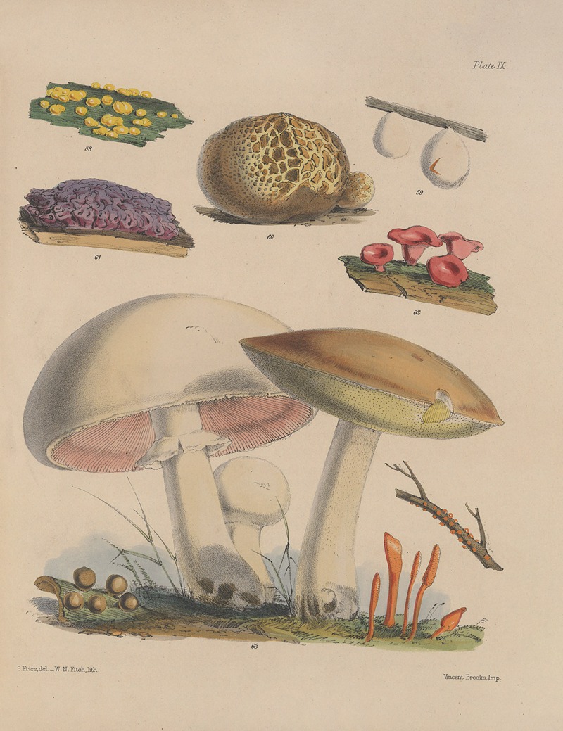 Sarah Price - Illustrations of the fungi of our fields and woods Pl.09